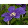 Clematis Neonka (1)
