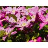 Clematis Raspberry Cream (2)
