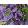 Plamének 'Violet Lampion'