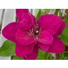 Clematis Zosia