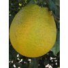 Citroník 'Santa Catarina'