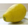 Citroník 'Zagara Bianca'