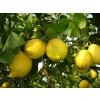 Citroník 'Siracusano'