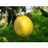 Citroník 'Ovale di Sorrento'