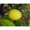 Citroník 'Amalfitano'