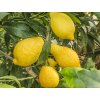 Citroník 'Salicifolia'
