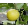Citroník 'Doux de Mediteranee'