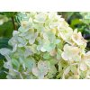 Hortenzie latnatá 'Little Lime'