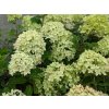 Hortenzie latnatá 'Little Lime'