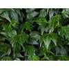 Břečťan popínavý 'Green Ripple'