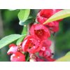 Kdoulovec lahvicovitý 'Rubra Grandiflora'