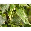 Hedera White Ripple (1)