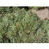 Borovice lesní 'Argentea Nana'  Pinus sylvestris 'Argentea Nana'