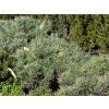 Borovice lesní 'Argentea Nana'  Pinus sylvestris 'Argentea Nana'