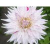 Jiřina 'Mick's Peppermint'