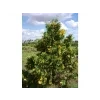 Pazerav sbíhavý 'Aureovariegata'  Calocedrus decurrens 'Aureovariegata'