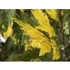 Pazerav sbíhavý 'Aureovariegata'  Calocedrus decurrens 'Aureovariegata'