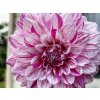 Jiřina 'Peppermint Splash'