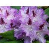 Rododendron 'Blue Peter'