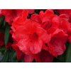 Rododendron 'Elizabeth'