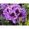 Rododendron 'Graal Müritz'