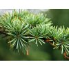 Cedrus brevifolia