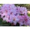 Rododendron 'Paola'