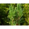 Borovice limba 'Stricta'
