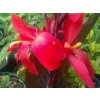Kana 'Red Futurity'