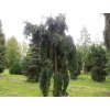 Douglaska tisolistá 'Pendula'