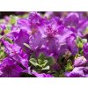 Rododendron keletský