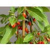 Kustovnice čínská 'Goji Grosfruchting'