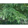Cedr himalájský 'Verticillata Glauca'