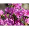 Japonská azalka 'Lady Dark'