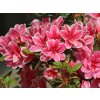 Japonská azalka 'Pink Poetry'