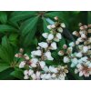 Pieris 'Bonfire'
