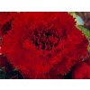 Begonie 'Flimbriata Red'
