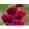 Mečík 'Papilio Ruby'