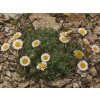 Turan vagus - Erigeron vagus