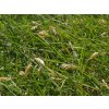 Bizoní tráva - Buchloe dactyloides