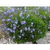 Zvonek lžičkolistý 'Advance Blue' - Campanula cochleariifolia 'Advance Blue'