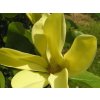 50295 1 magnolie daphne