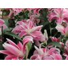 Lilie 'Sweet rosy'
