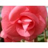 Begonie 'Double Pink'