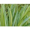 Rákosovka velká 'Mulled Wine' - Hakonechloa macra 'Mulled Wine'
