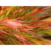 Rákosovka velká 'Nicolas' - Hakonechloa macra 'Nicolas'