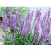Liriope 'Wildform' - Liriope muscari 'Wildform'
