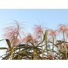 Ozdobnice obrovská 'Meidl' - Miscanthus floridulus 'Meidl'