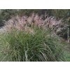 Ozdobnice obrovská 'Meidl' - Miscanthus floridulus 'Meidl'