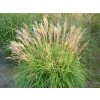 Ozdobnice čínská 'Pagels' - Miscanthus sinensis 'Pagels'